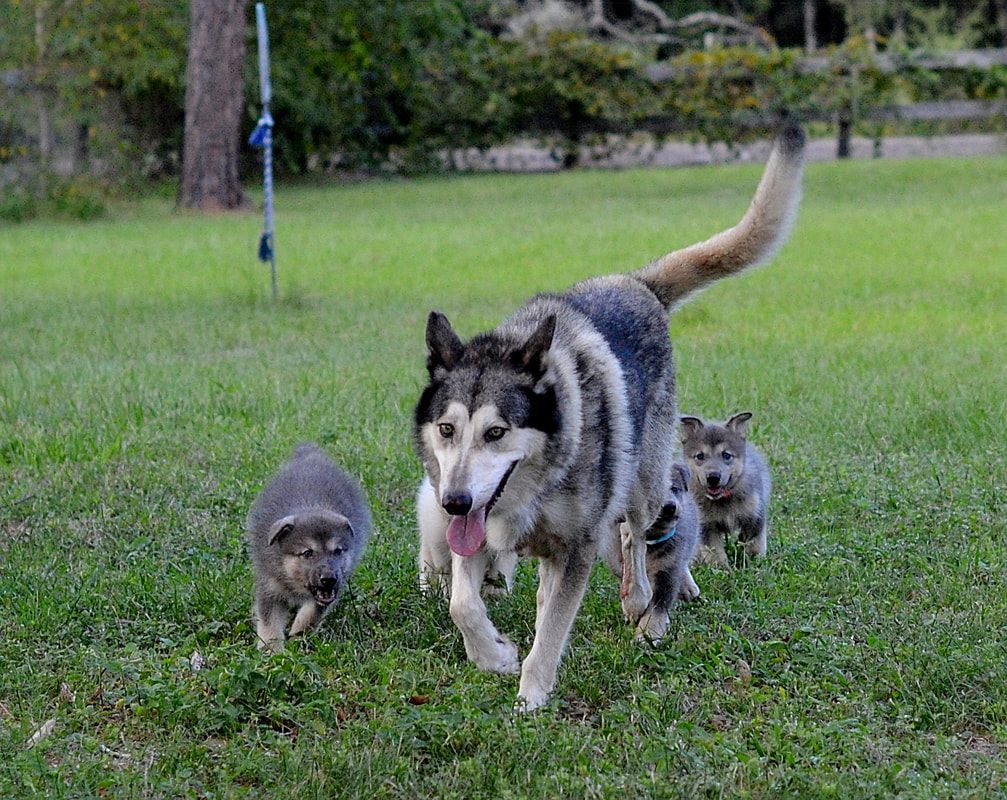 wolf cross puppies for sale